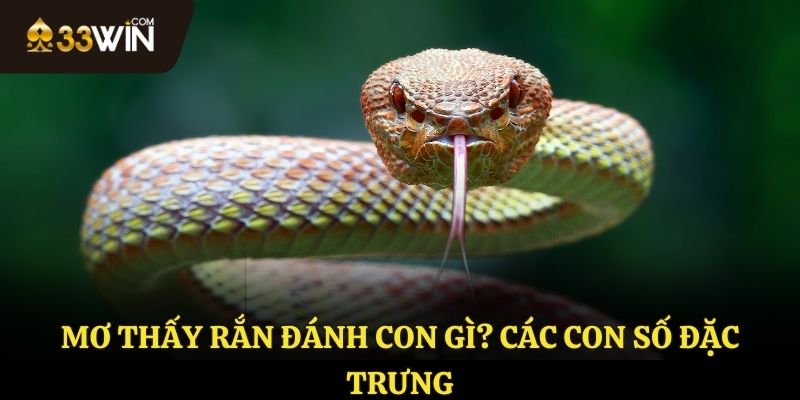 Mơ thấy rắn đánh con gì?